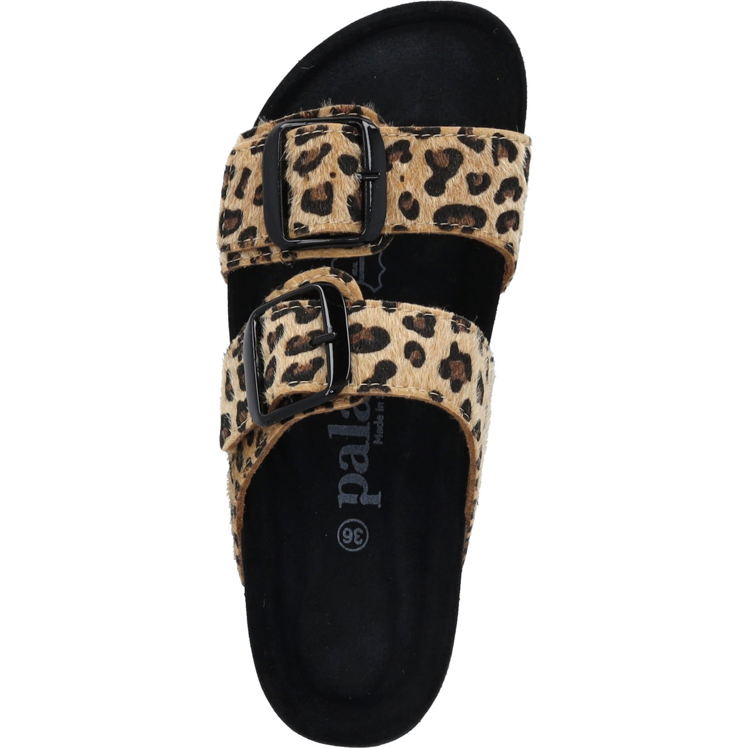 Samos GS Leo Camel